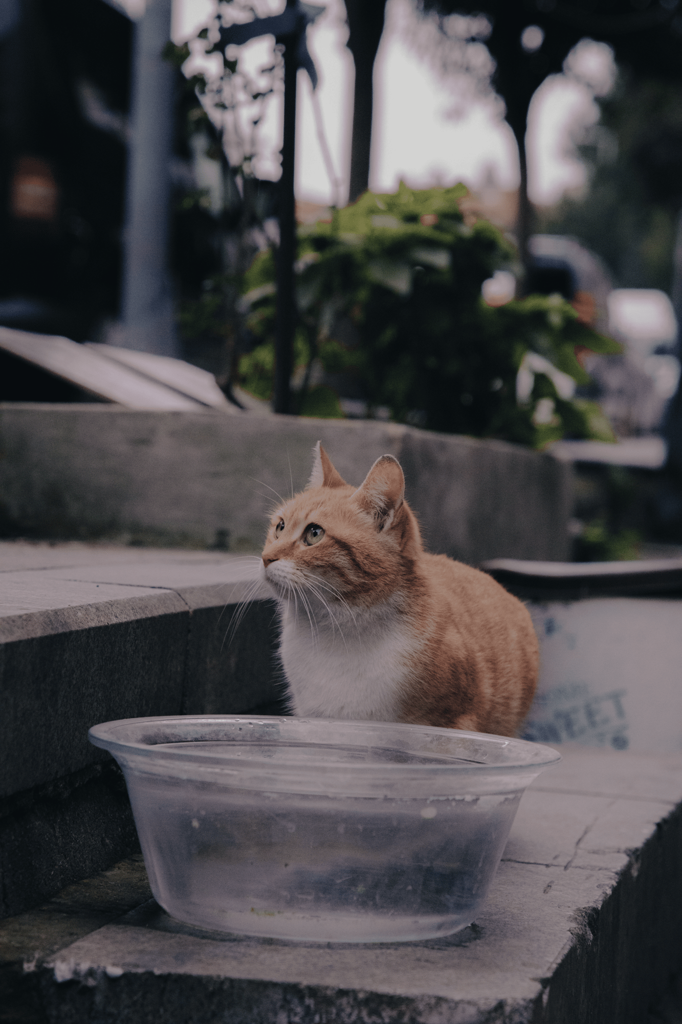 kedi