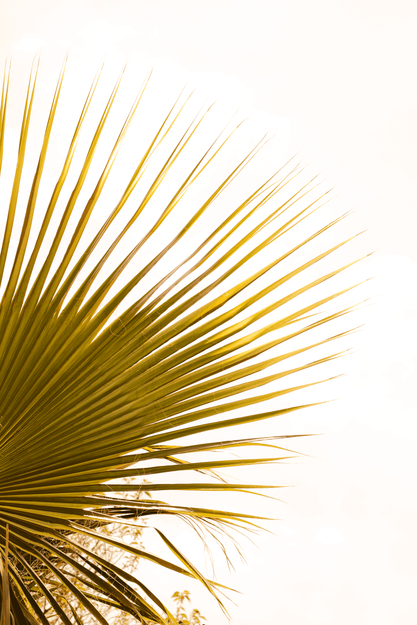palm